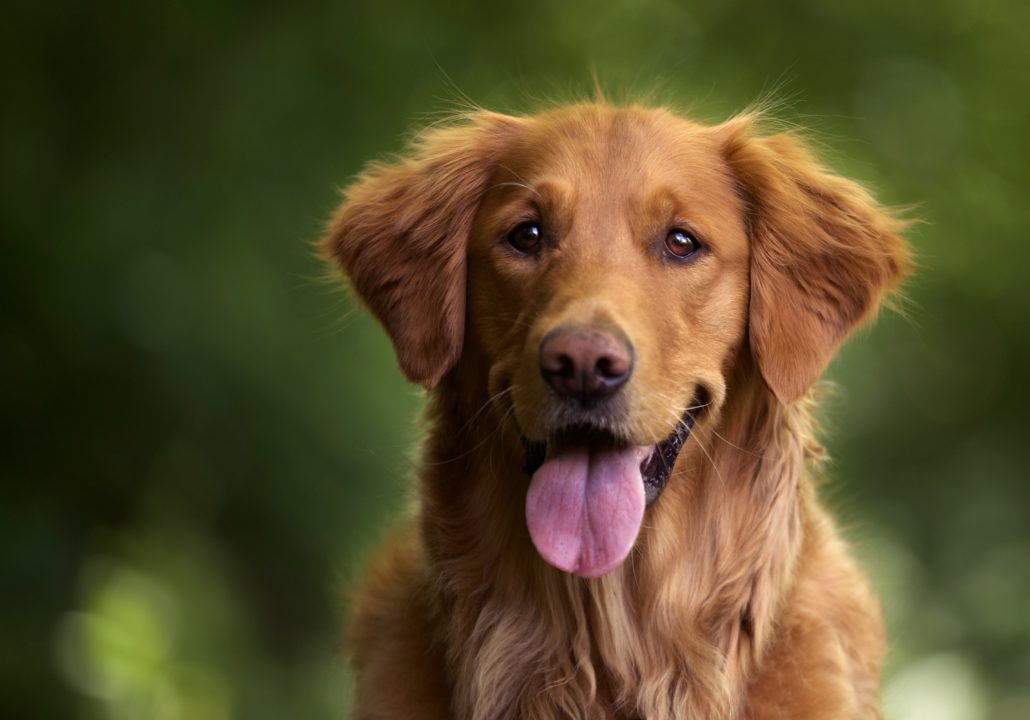 Chien accompagnant un voyageur à bord