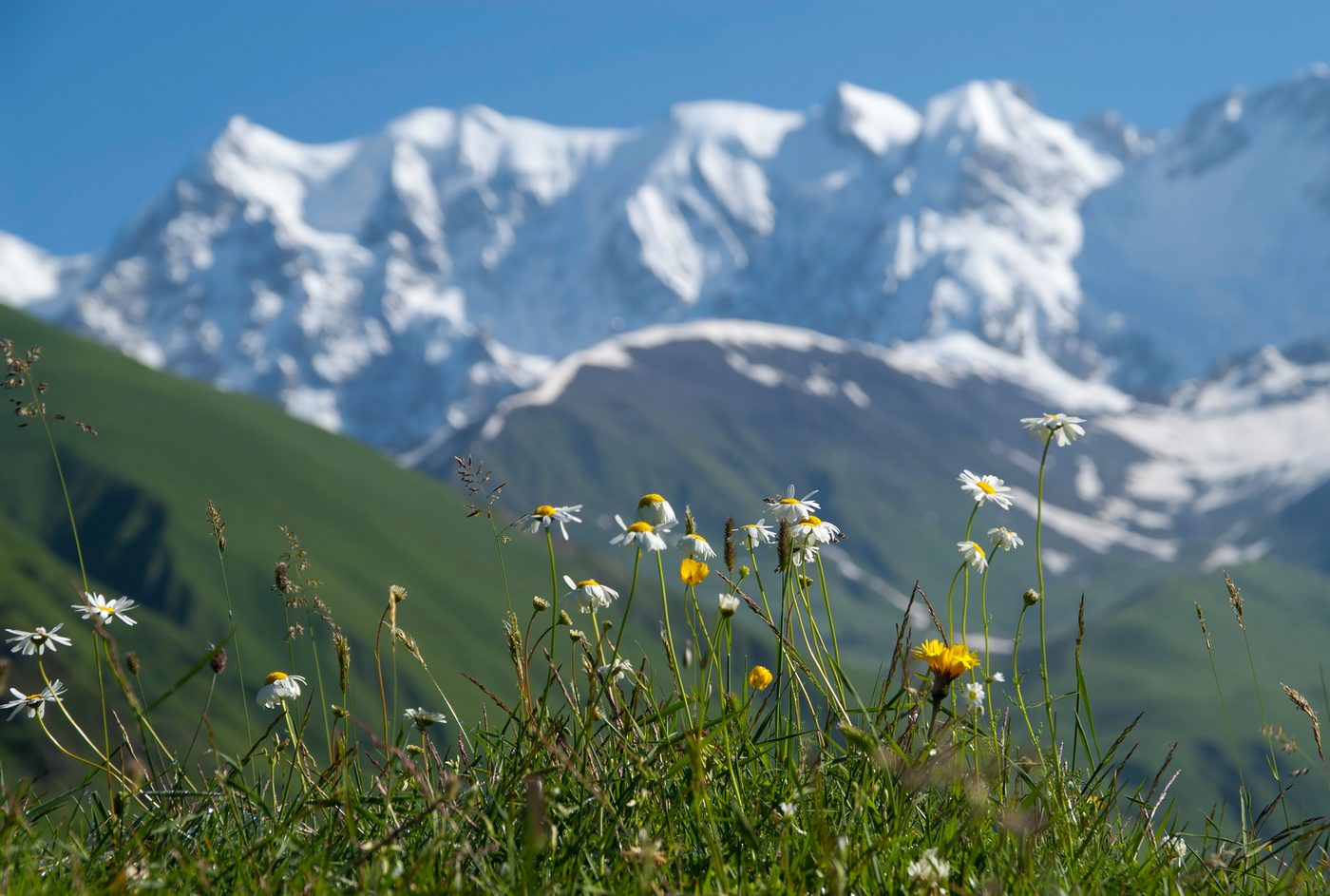 Grüne Berglandschaft im Frühling