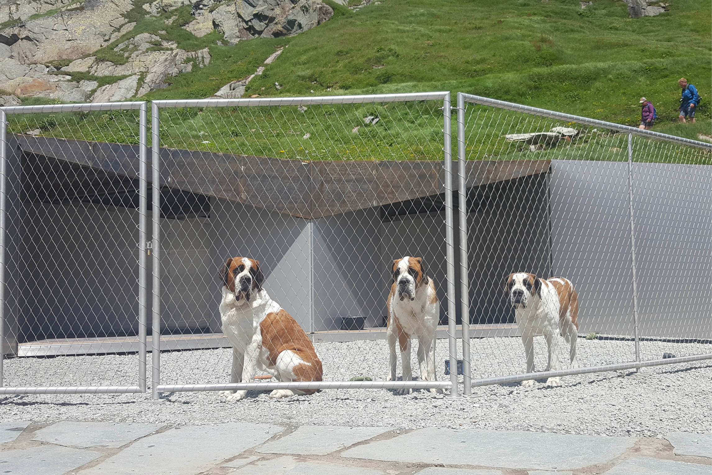 Chiens Saint-Bernard au chenil de l’hospice du Grand-Saint-Bernard.