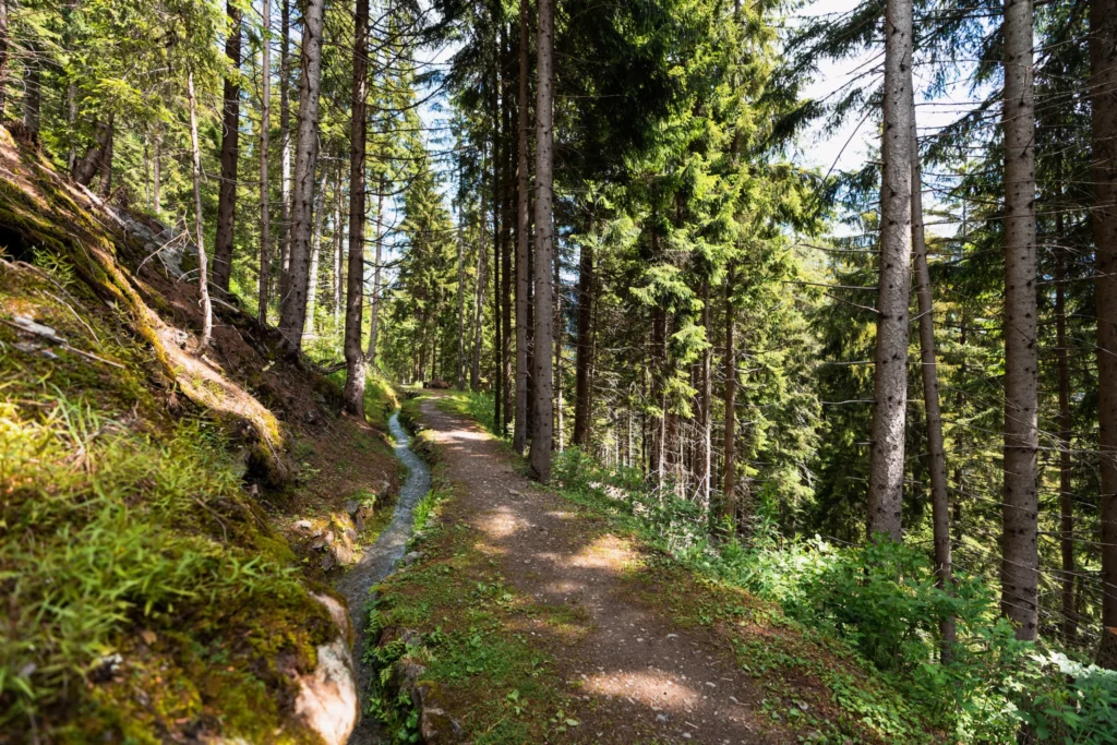 Sentier longeant le bisse des Ravines à travers la forêt de mélèzes au-dessus de Bruson.
